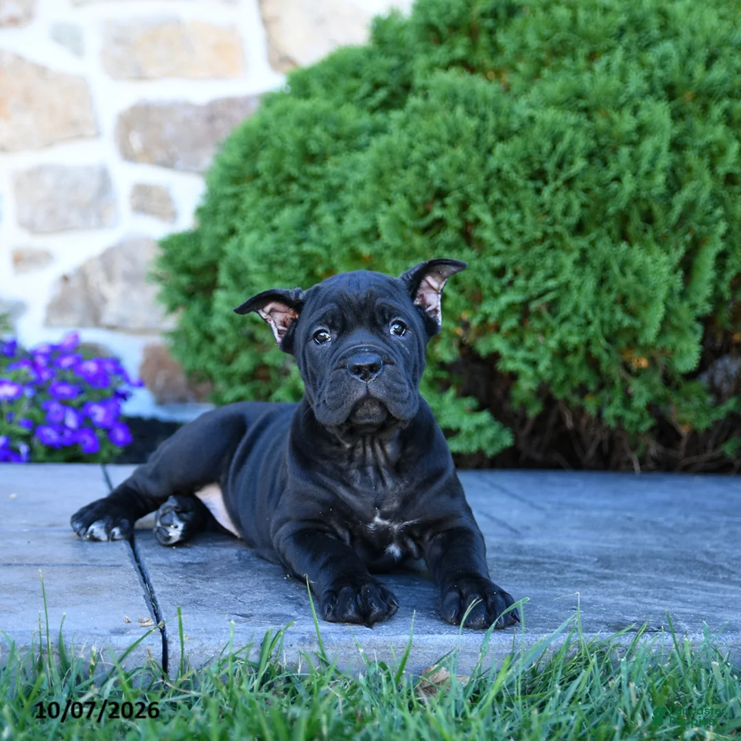 Cane Corso dogs for sale: Brandy - Ad 5