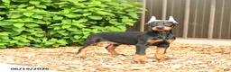 Doberman Pinscher dogs for sale: Diesel - Ad 5