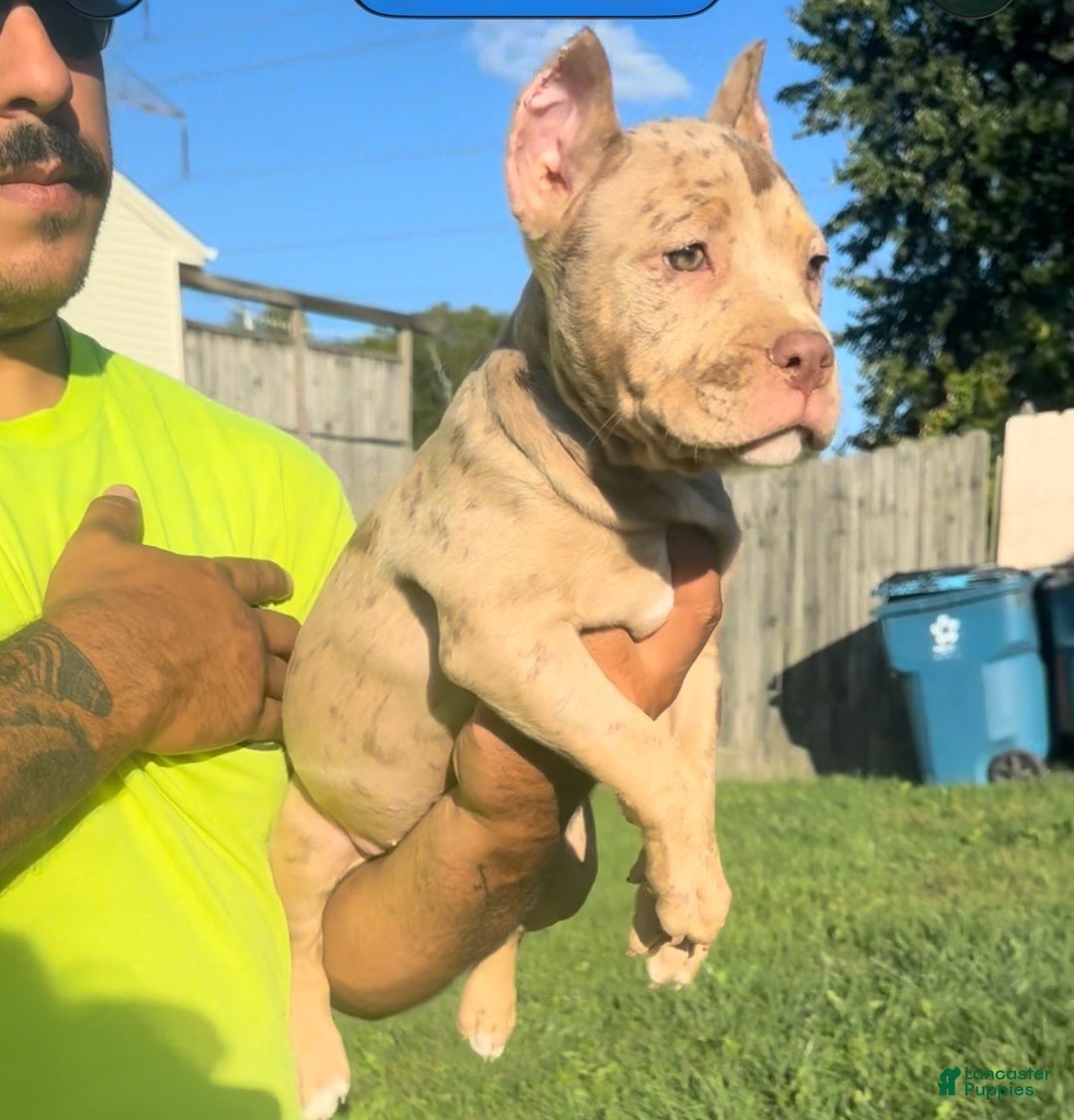 American Bully dogs for sale: Stormy - Ad 2