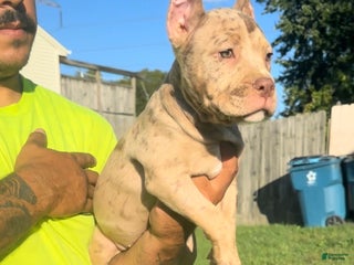 American Bully dogs - Ad 19