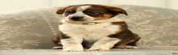 Australian Shepherd dogs for sale: Al - Ad 5