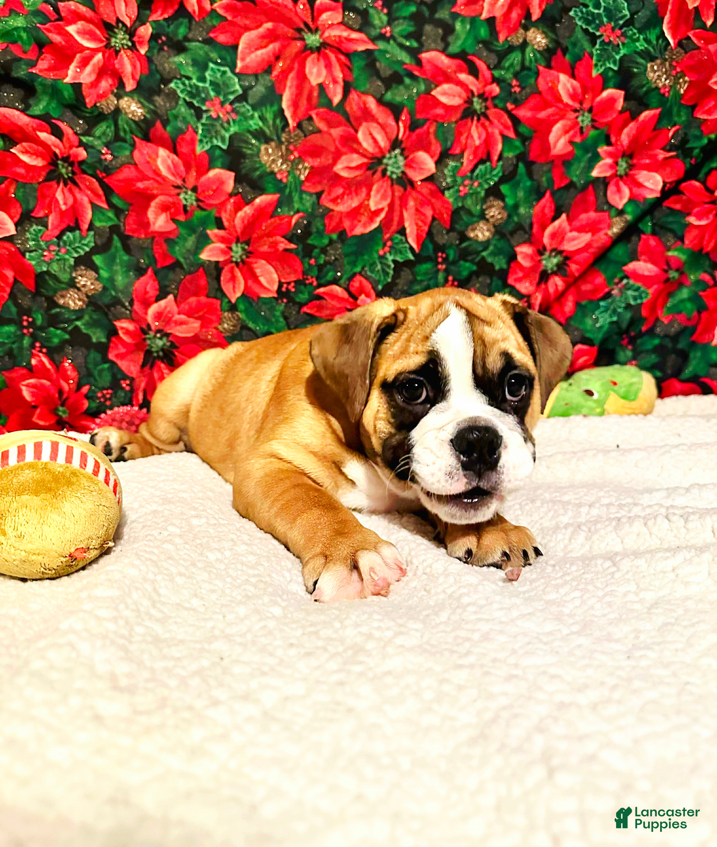 English Bulldog dogs Luna - Ad 20
