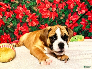 English Bulldog dogs Luna - Ad 15