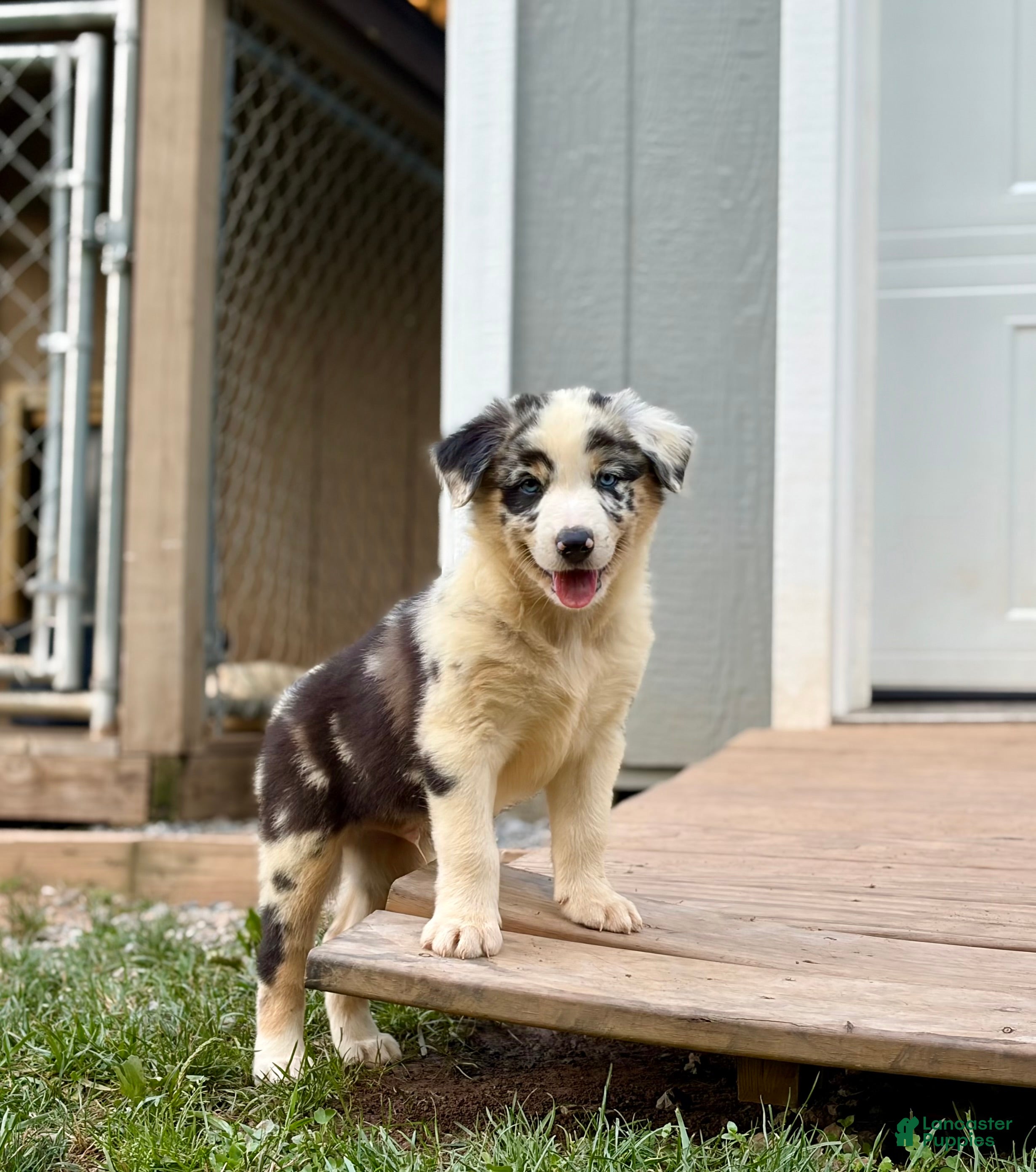 Australian Shepherd dogs Mason - Ad 1