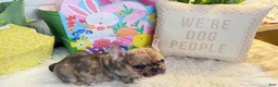 French Bulldog dogs for sale: French Bulldog Puppy - Ad 4
