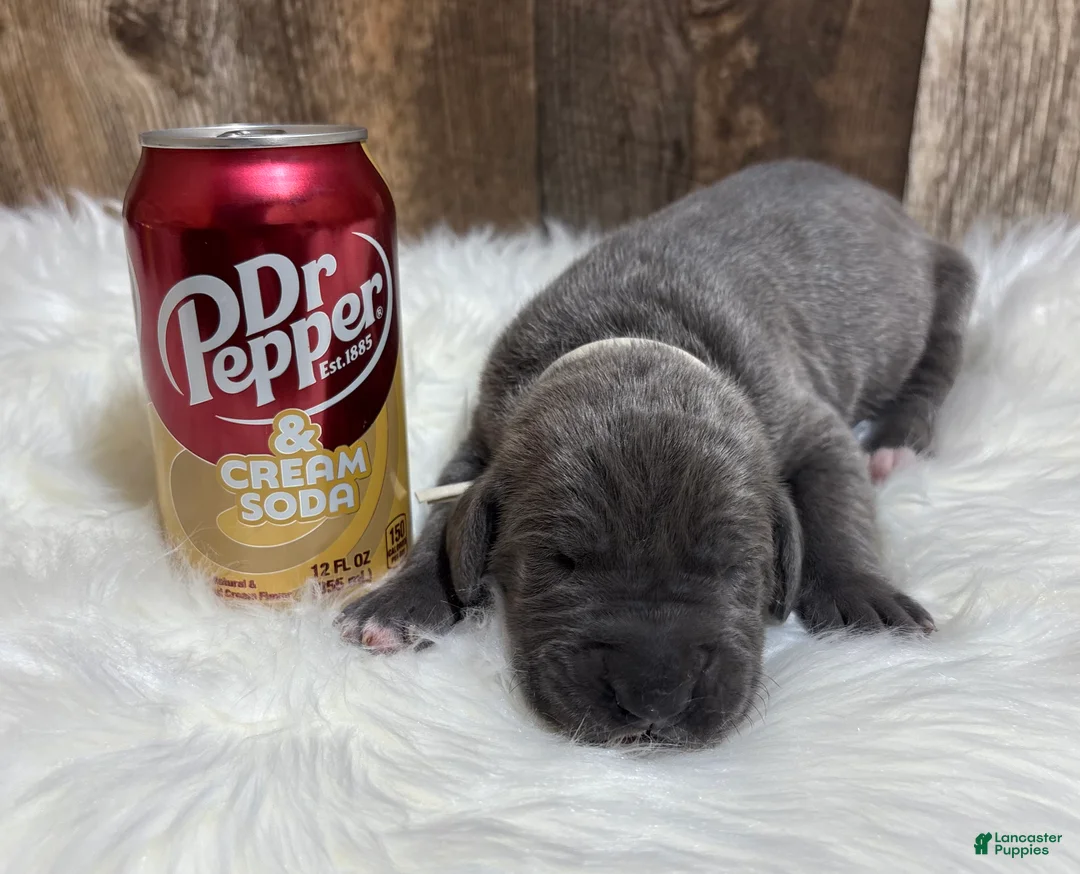 Great Dane dogs for sale: Great Dane - Cream - Ad 5