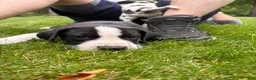 Great Dane dogs for sale: Ponza “Tank”  - Ad 6
