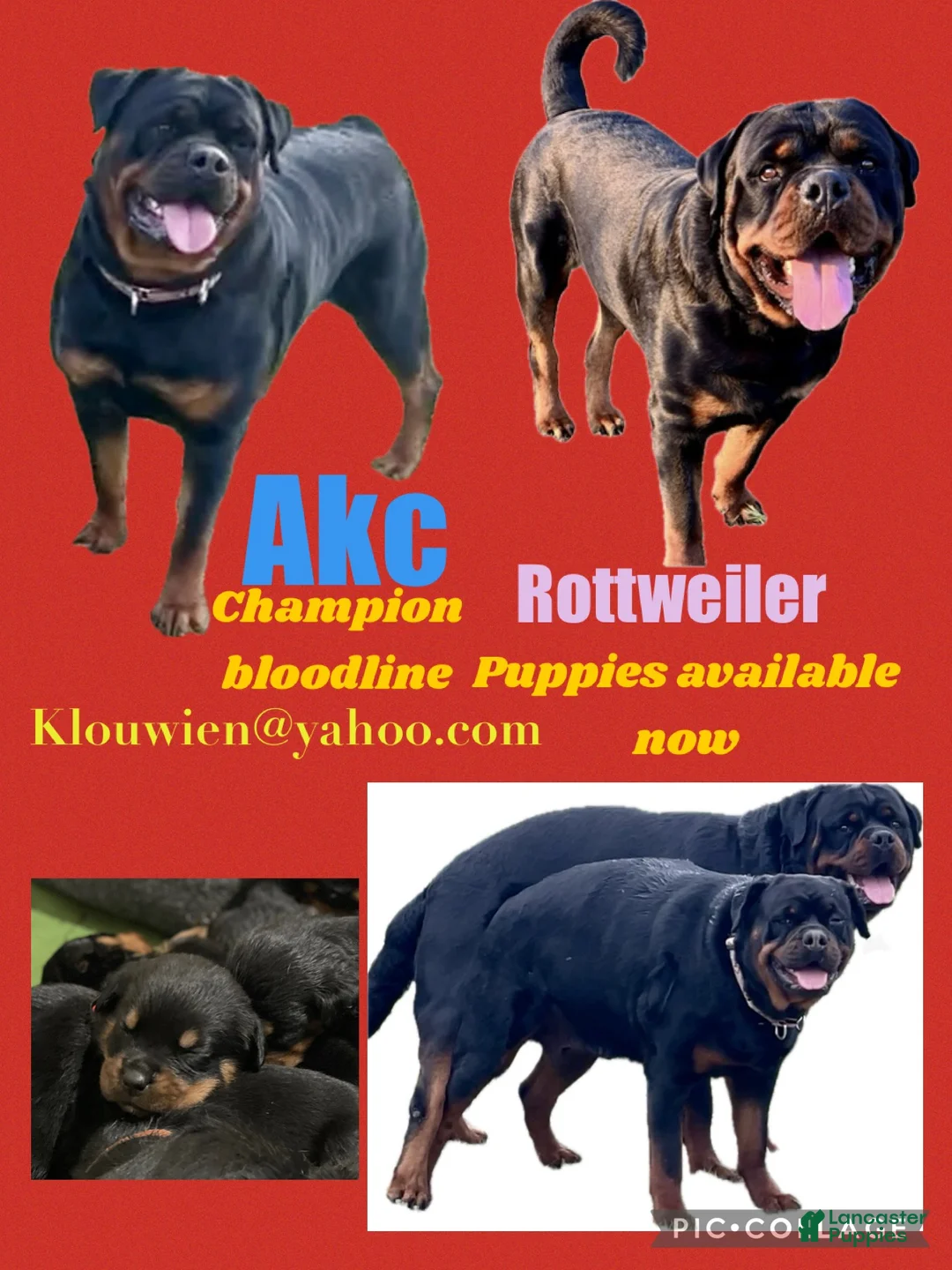 Rottweiler dogs for sale: Rottweiler Puppy 5 - Ad 1