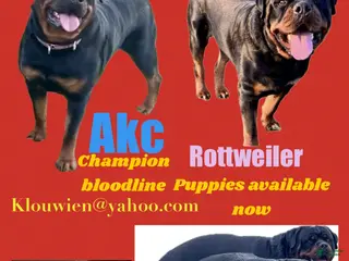 Rottweiler dogs Rottweiler Puppy 5 - Ad 1