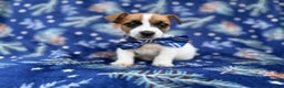 Jack Russell Terrier dogs for sale: Banjo - Ad 7