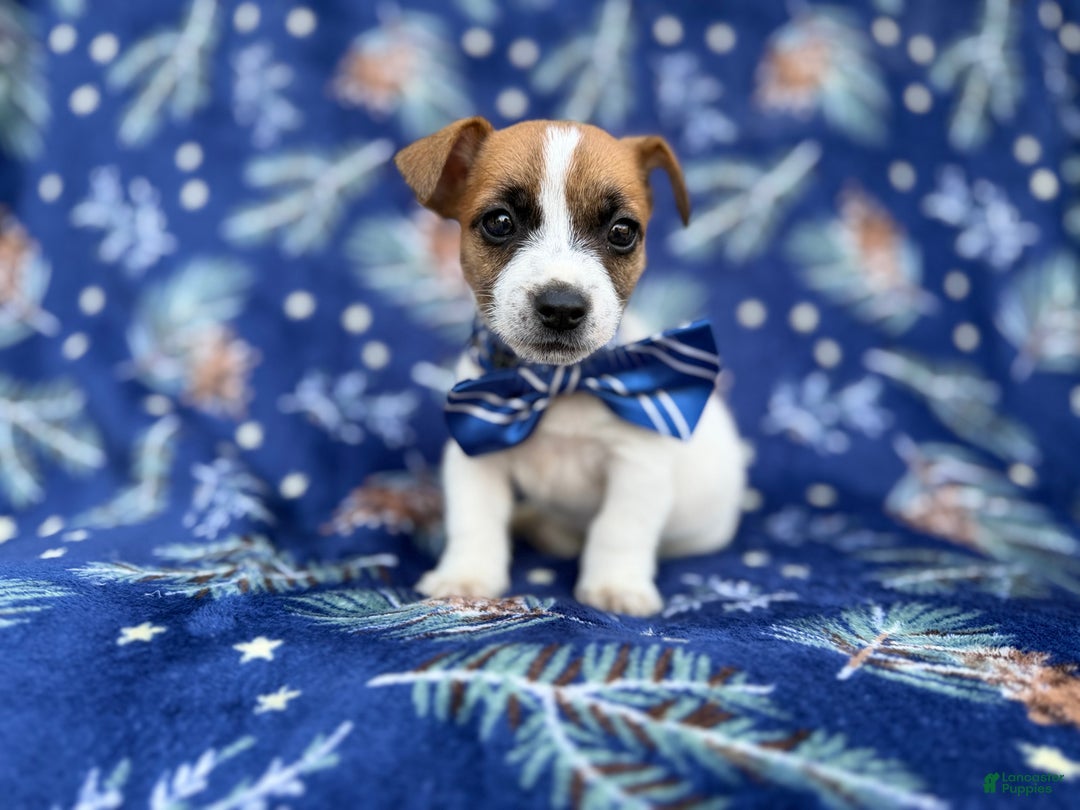Jack Russell Terrier dogs for sale: Banjo - Ad 7