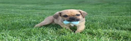 Puggle dogs for sale: Rusty - Ad 4