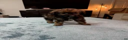 Bordoodle dogs for sale: Purple Girl - Ad 3