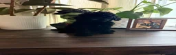 Labradoodle dogs for sale: Masego - Ad 1