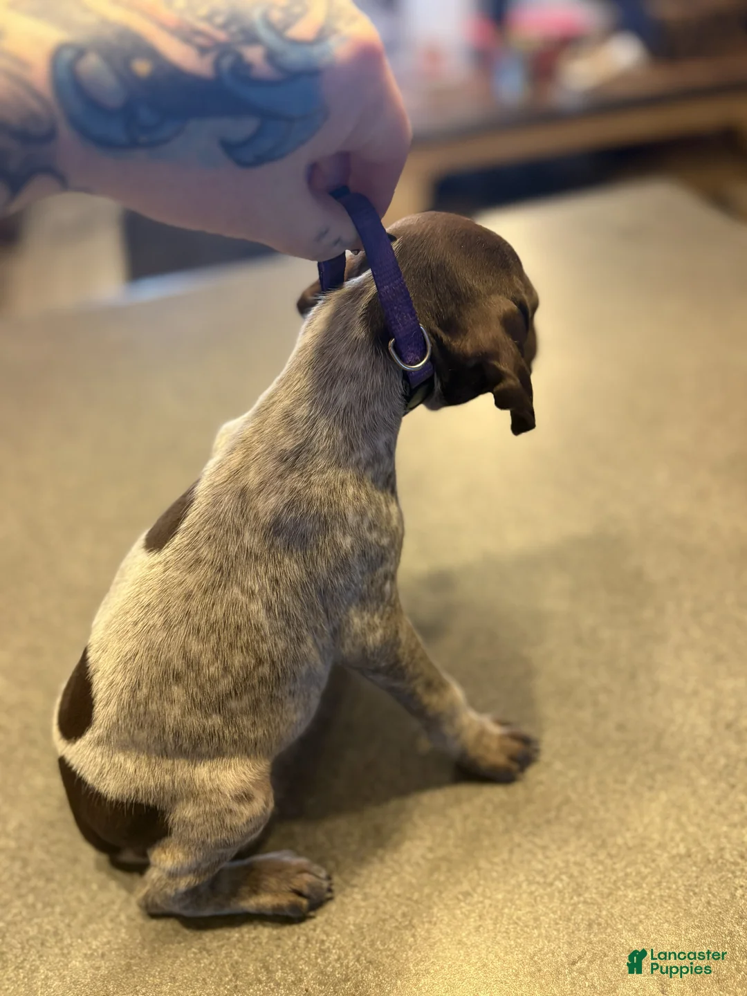 German Shorthaired Pointer dogs for sale: Pipit - Ad 2