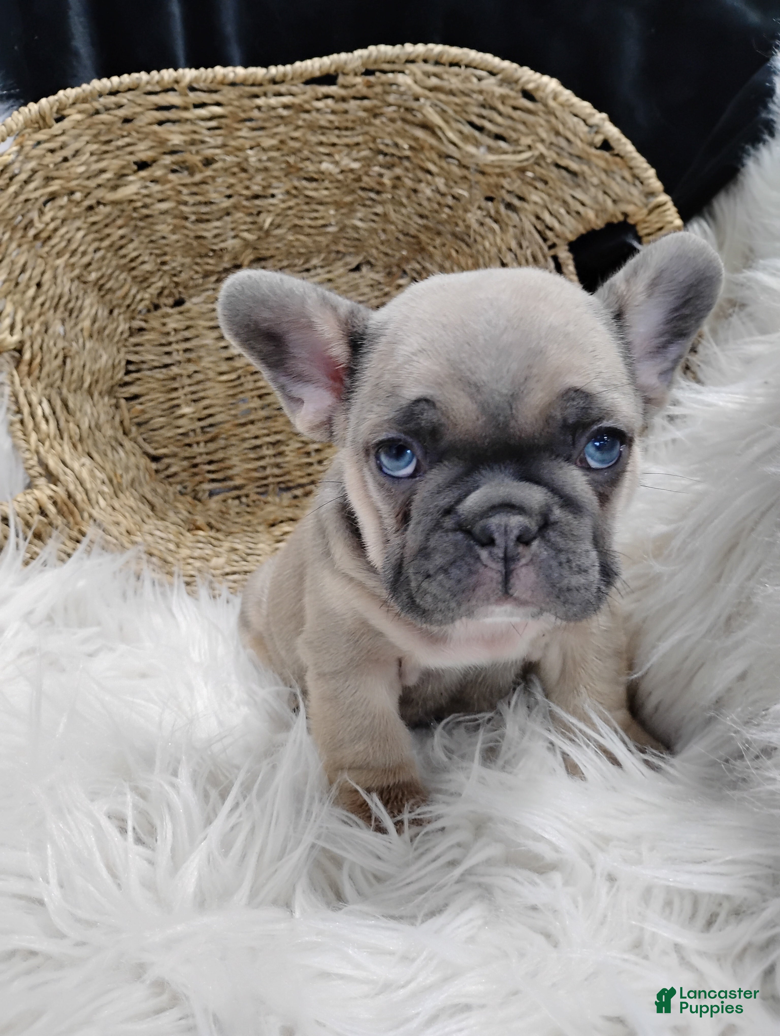 French Bulldog dogs Fletcher  - Ad 1