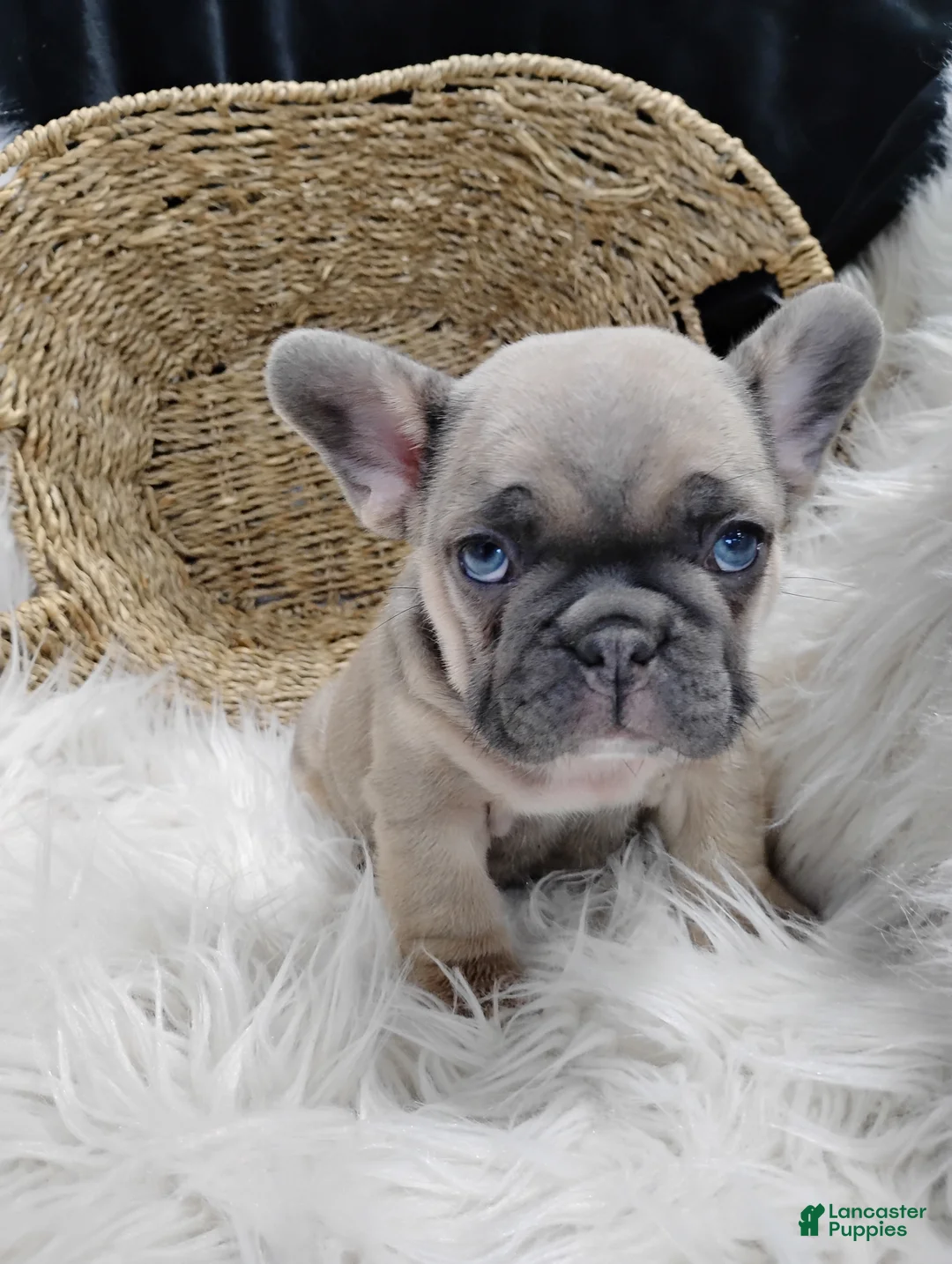 French Bulldog dogs for sale: Fletcher  - Ad 1