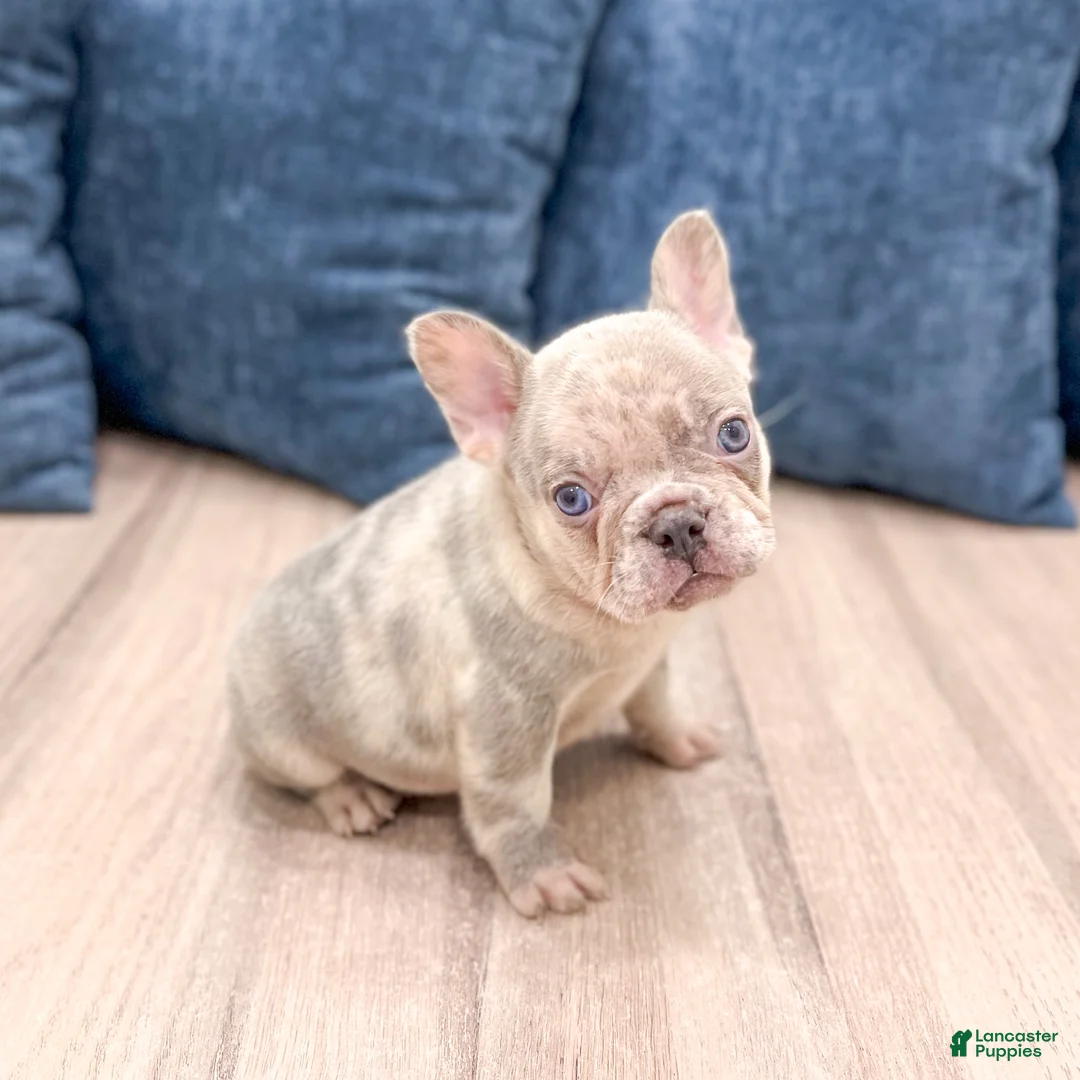 French Bulldog dogs for sale: Leo - Ad 2