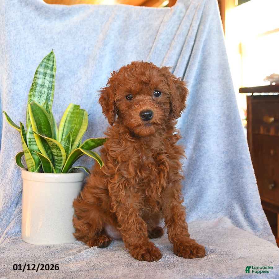 Mini Goldendoodle dogs Cocoa - Ad 18