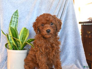 Mini Goldendoodle dogs Cocoa - Ad 18