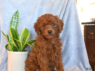 Mini Goldendoodle dogs Cocoa - Ad 35