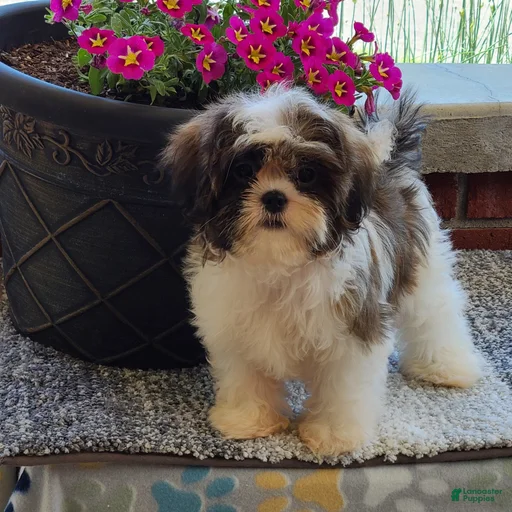 Gallery Image {{count}}