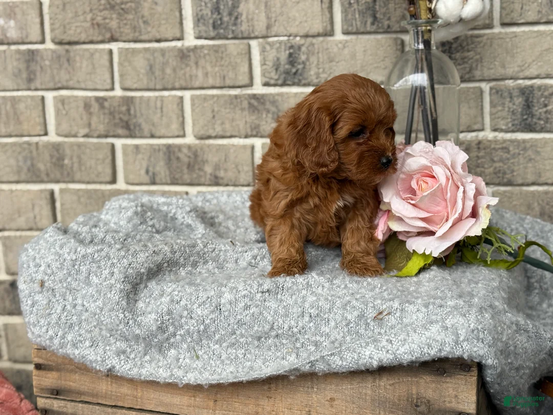 Cavapoo dogs for sale: Kiki - Ad 11