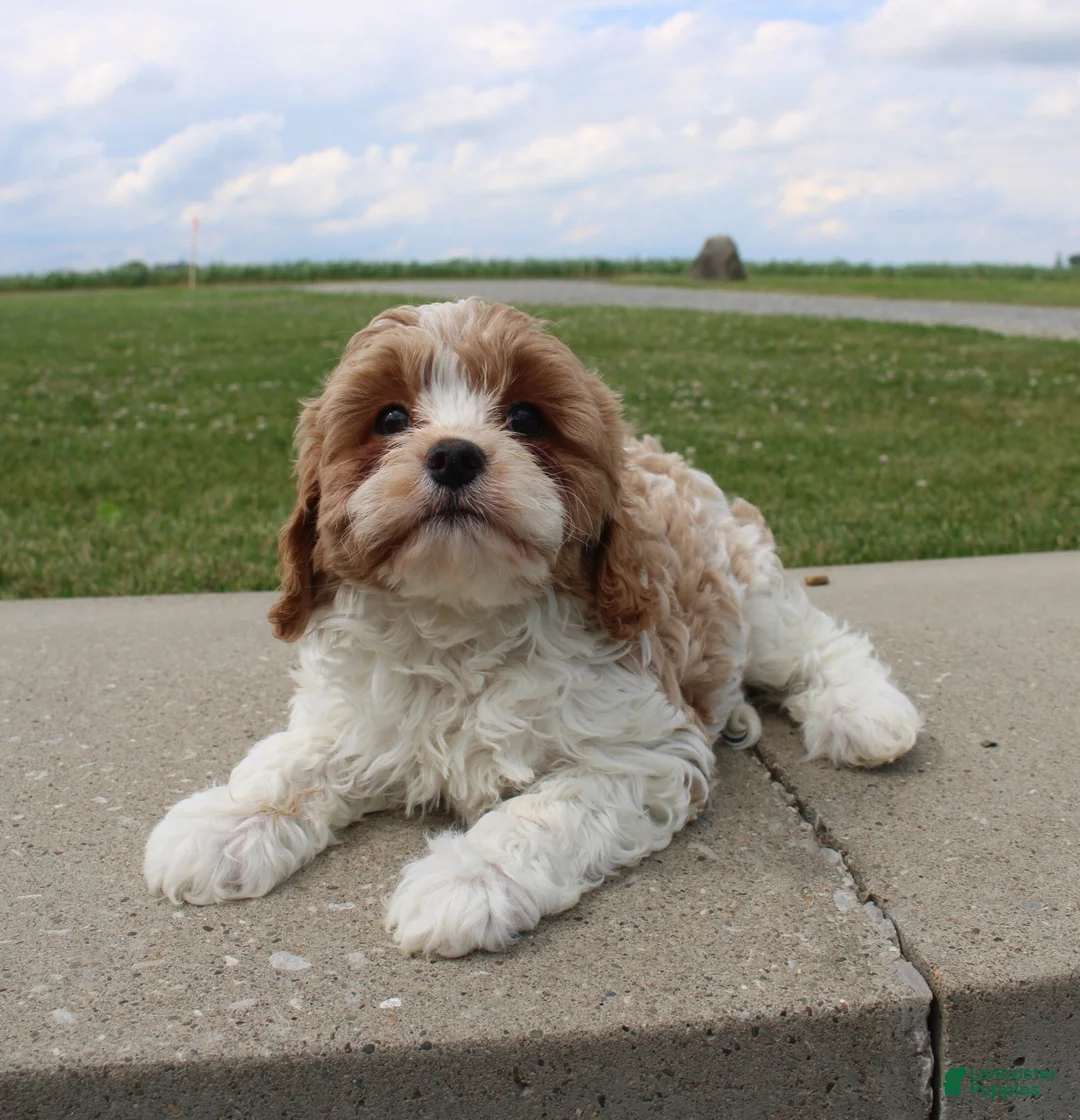 Cavapoo dogs for sale: Bella - Ad 2