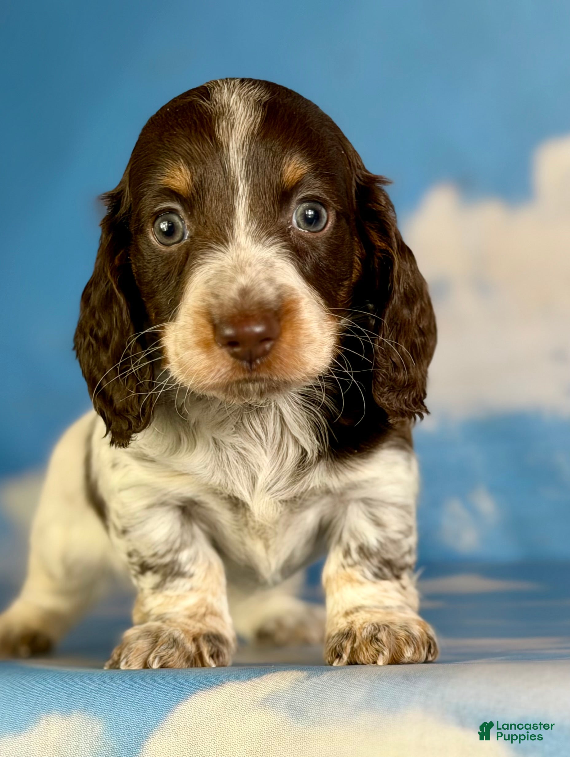 Miniature Dachshund dogs Chocolate pudding LH  - Ad 1