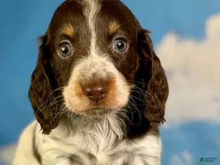 Miniature Dachshund dogs for sale: Chocolate pudding LH - Ad 2