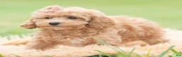 Maltipoo dogs for sale: Petunia - Ad 6
