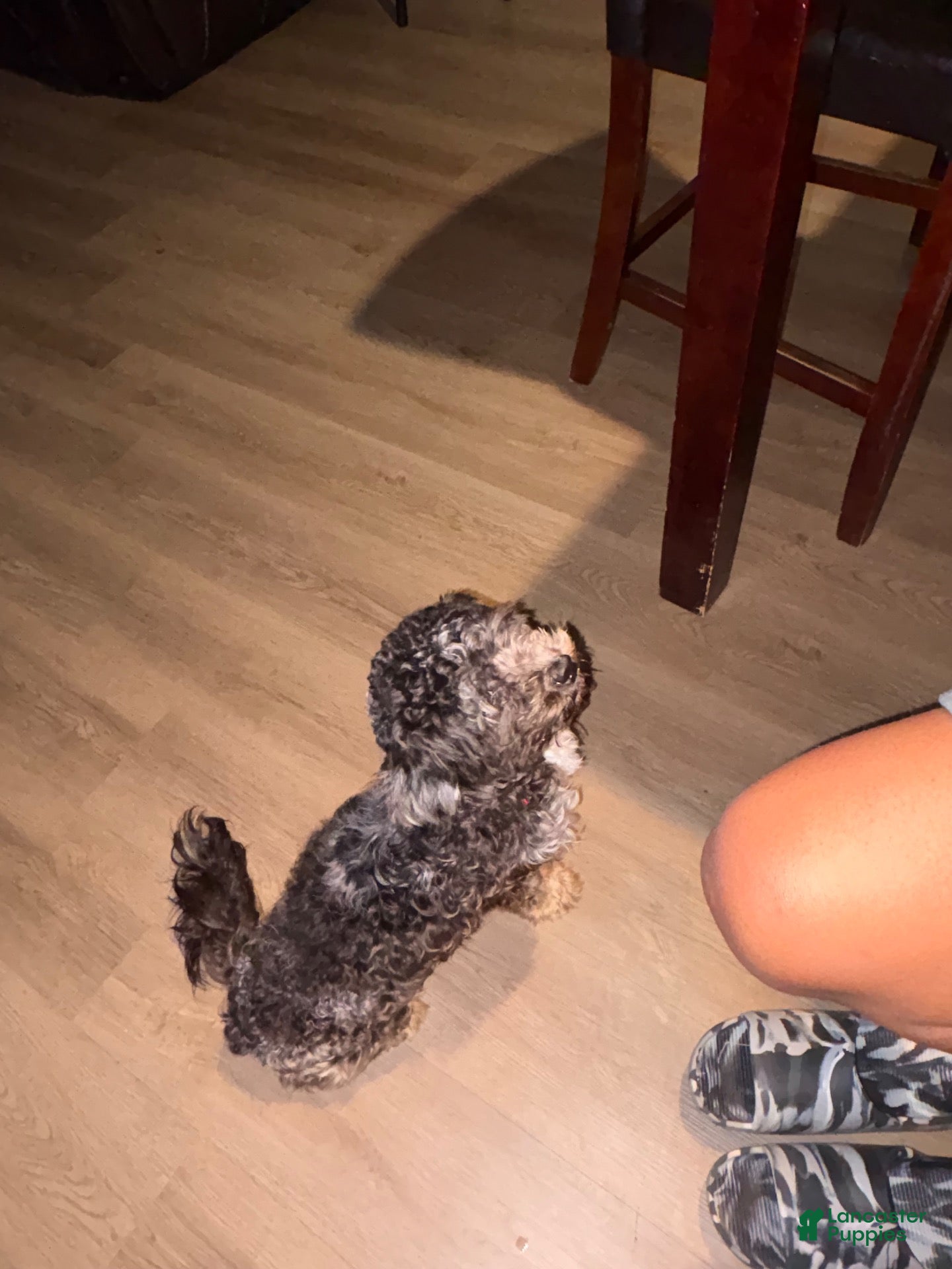 Cavapoo dogs Cavapoo 1 - Ad 41