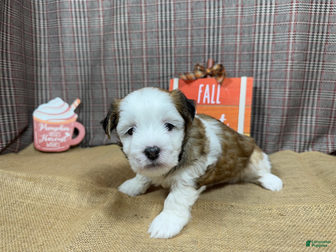 Havanese dogs for sale: Havanese Puppy 1 - Ad 2