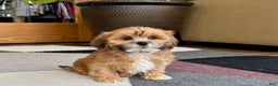 Lhasa Apso dogs for sale: Lacy - Ad 5