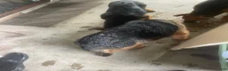 German Shepherd dogs for sale: Frack - Ad 4