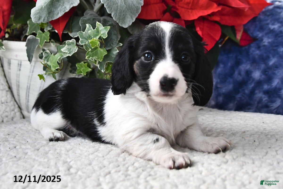 Miniature Dachshund dogs Lily - Ad 26