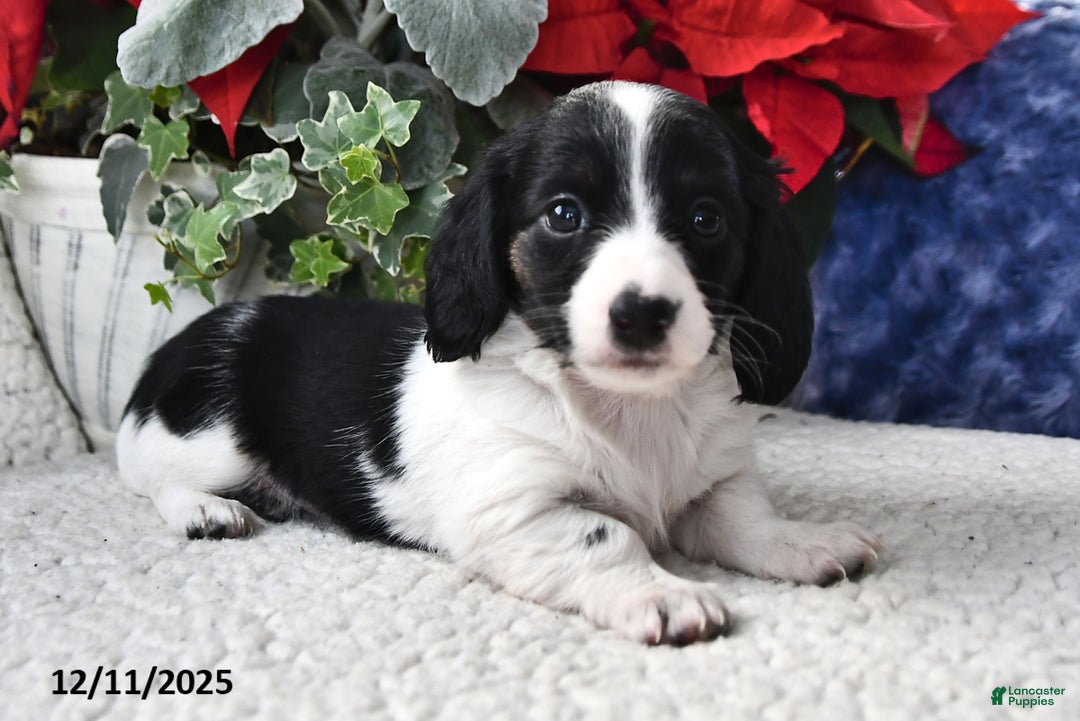 Miniature Dachshund dogs for sale: Lily - Ad 1