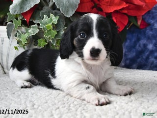 Miniature Dachshund dogs Lily - Ad 36