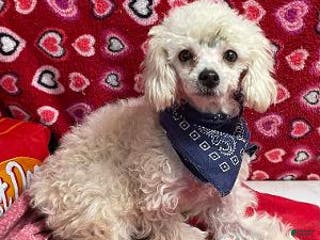 Bichpoo dogs Melody - Ad 26