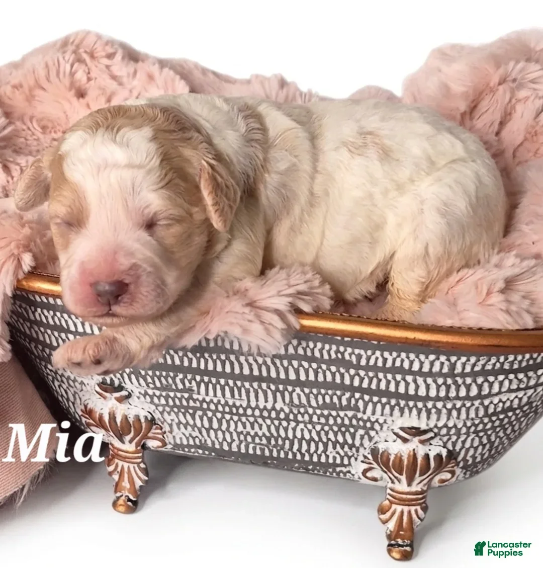 Mixed Breed dogs for sale: Mia - Ad 1
