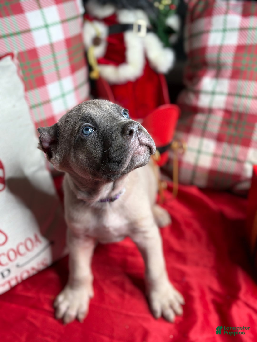 Cane Corso dogs for sale: Cane Corso Puppy 2 - Ad 1