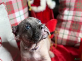 Cane Corso dogs Cane Corso Puppy 2 - Ad 26