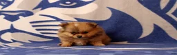 Pomeranian dogs for sale: Gianna - Ad 2