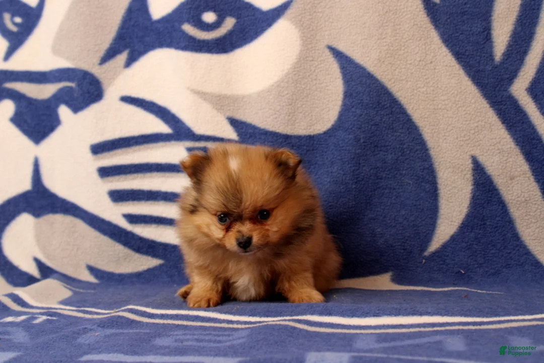 Pomeranian dogs for sale: Gianna - Ad 2