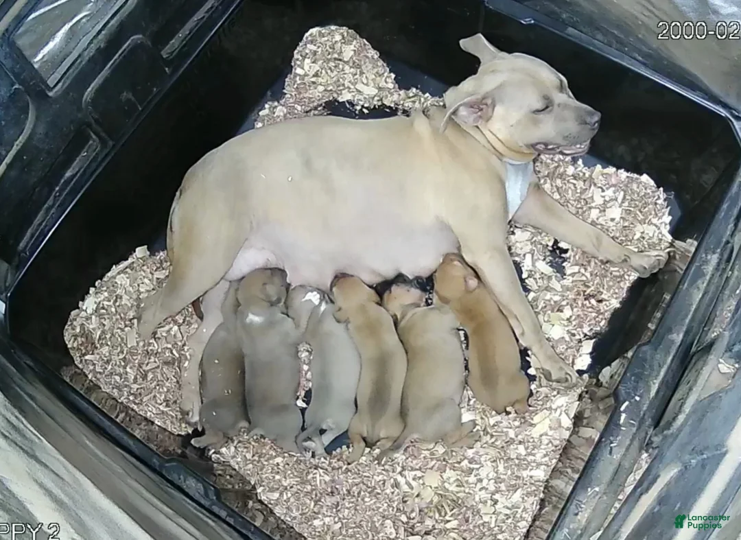 American Bully dogs for sale: OLIVE - Ad 2