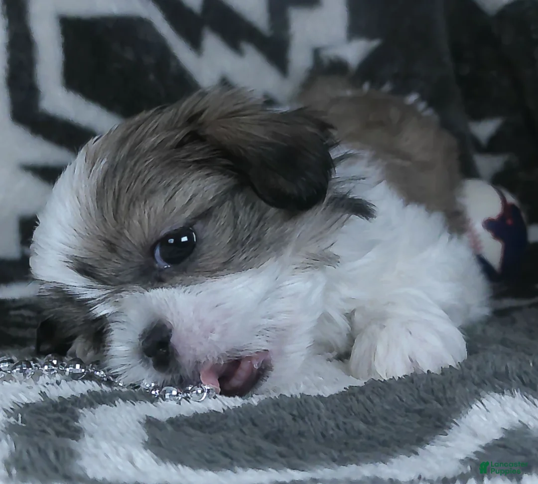 Shih Tzu dogs for sale: Alex - Ad 6