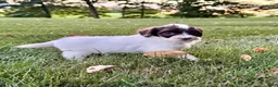 Portuguese Water Dog dogs for sale: Clover - Ad 6