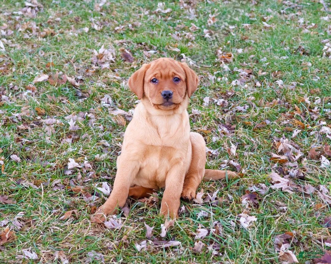 Labrador Retriever dogs for sale: Scarlet  - Ad 3