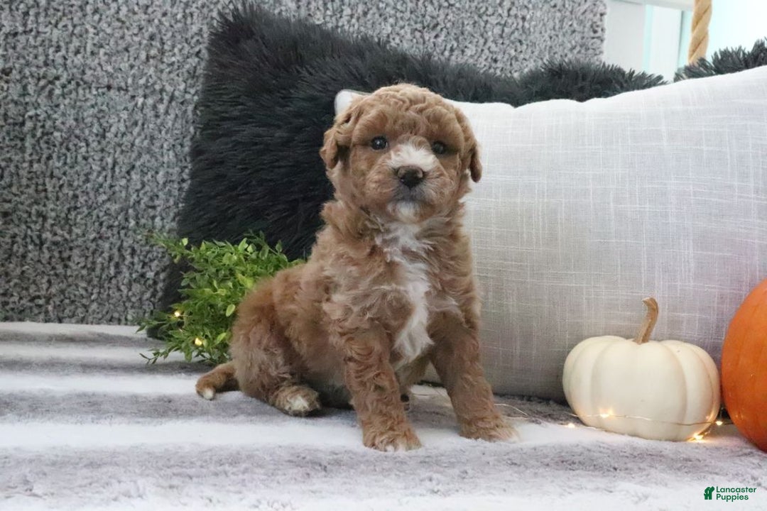 Mini Goldendoodle dogs for sale: Aubrey - Ad 2