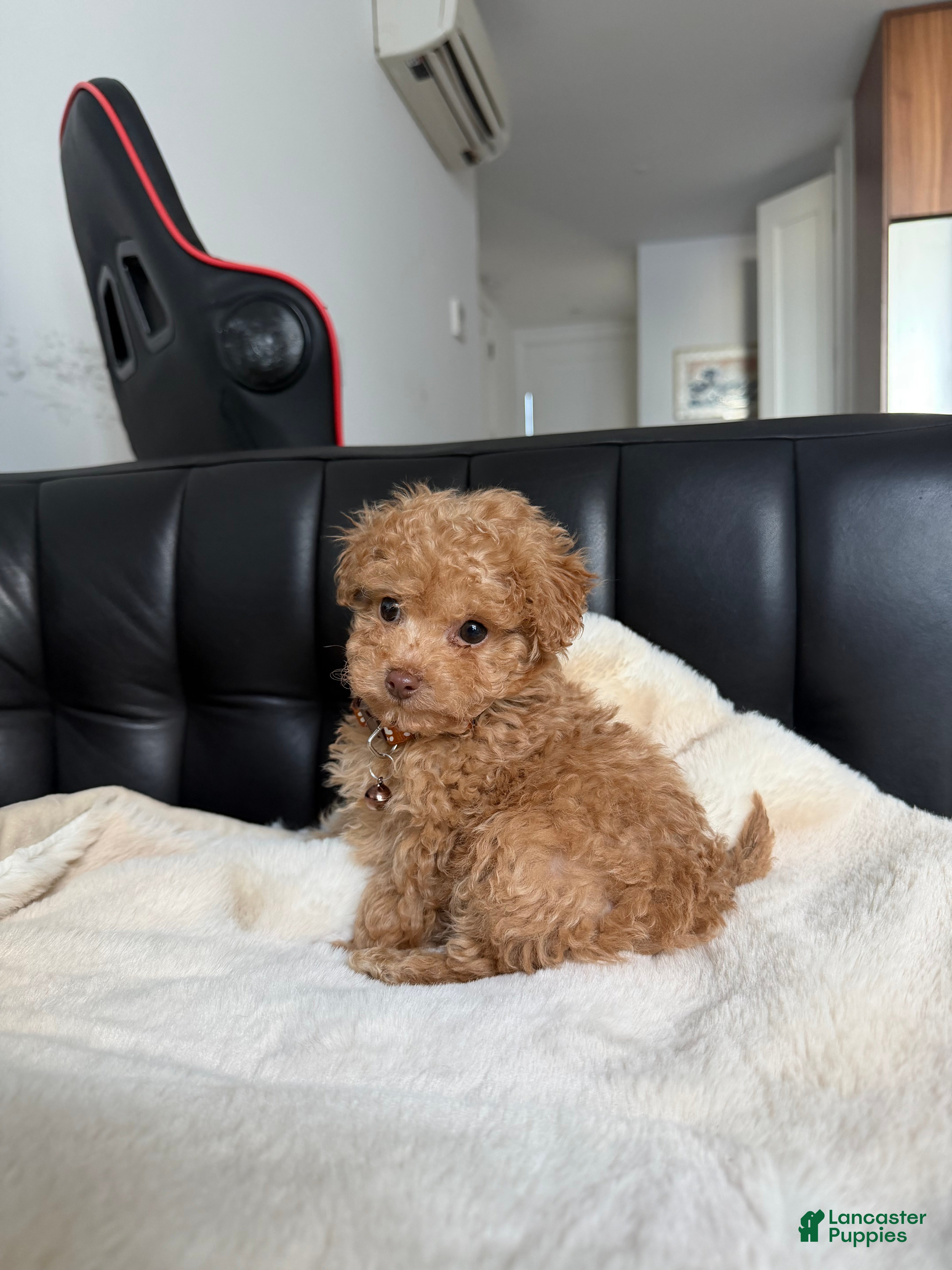Toy Poodle dogs Melvin - Ad 39